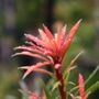 Podocarpus macrophyllus 'Mood Ring' pbr