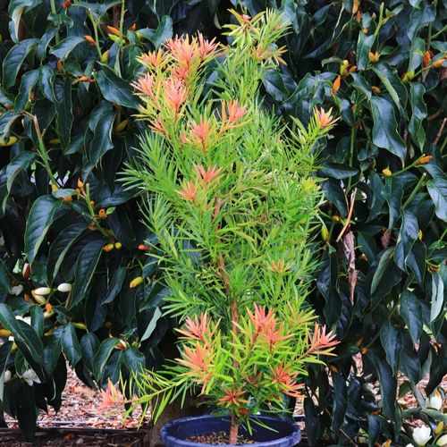 Podocarpus macrophyllus 'Mood Ring' pbr