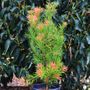 Podocarpus macrophyllus 'Mood Ring' pbr