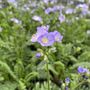 Polemonium caeruleum 'Hurricane Ridge'