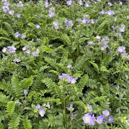 Polemonium caeruleum 'Hurricane Ridge'