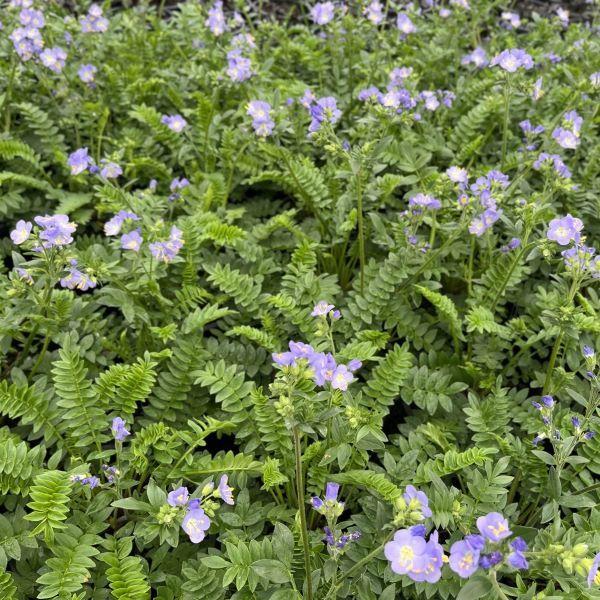 Polemonium caeruleum 'Hurricane Ridge'