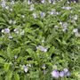 Polemonium caeruleum 'Hurricane Ridge'