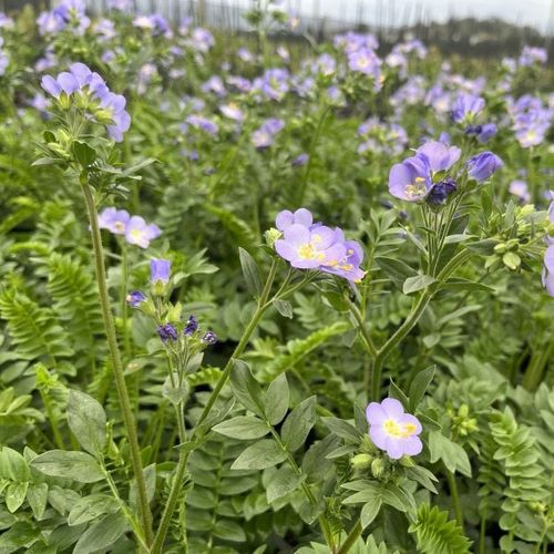 Polemonium caeruleum 'Hurricane Ridge'