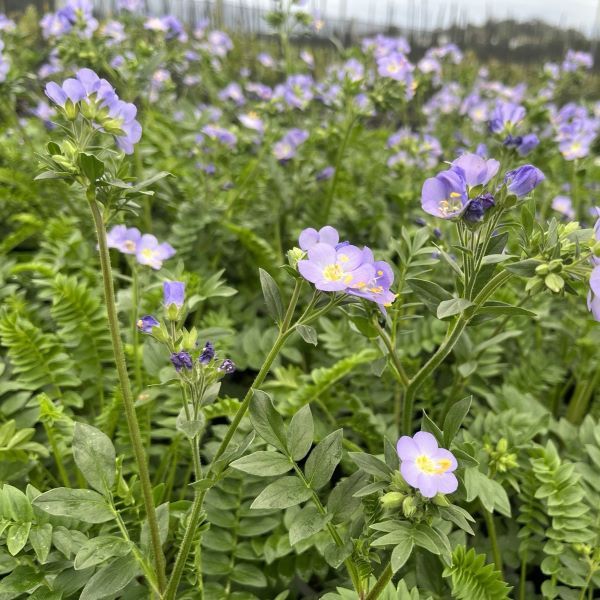 Polemonium caeruleum 'Hurricane Ridge'