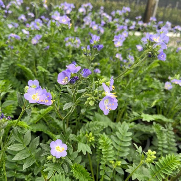 Polemonium caeruleum 'Hurricane Ridge'