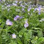 Polemonium caeruleum 'Hurricane Ridge'