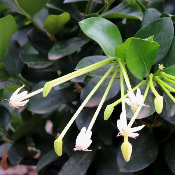 Posoqueria longiflora