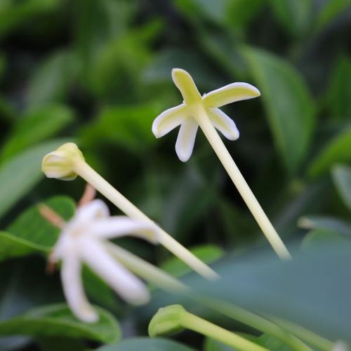 Posoqueria longiflora