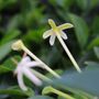 Posoqueria longiflora