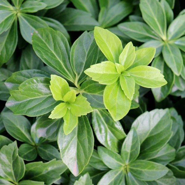 Pachysandra terminalis