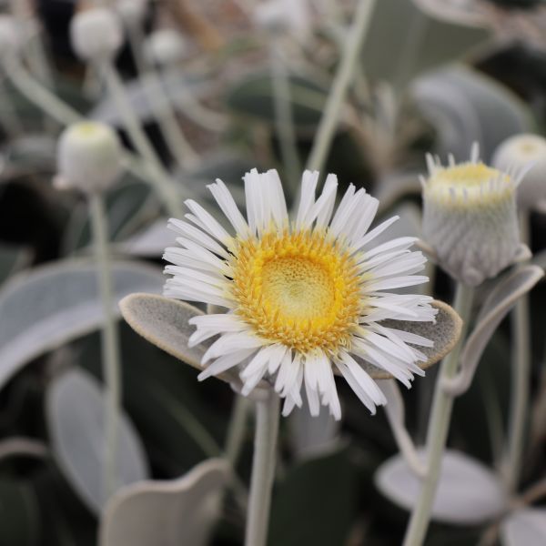 Pachystegia insignis