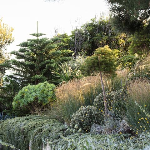 Panicum virgatum 'Heavy Metal'