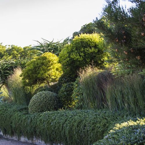 Panicum virgatum 'Heavy Metal'