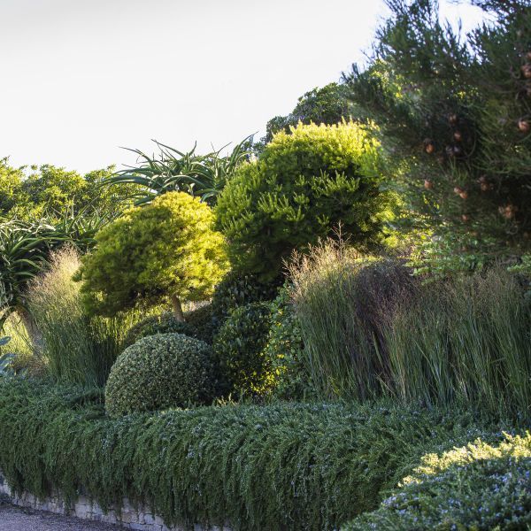 Panicum virgatum 'Heavy Metal'
