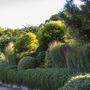 Panicum virgatum 'Heavy Metal'