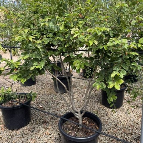 Parrotia persica Multistem