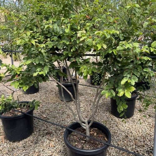 Parrotia persica Multistem