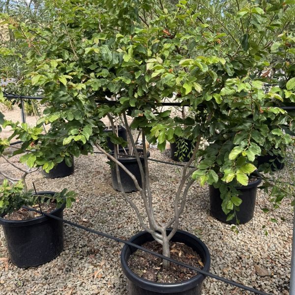 Parrotia persica Multistem