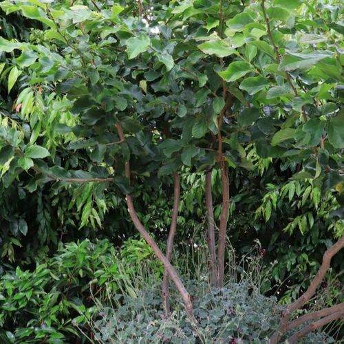 Parrotia persica Multistem