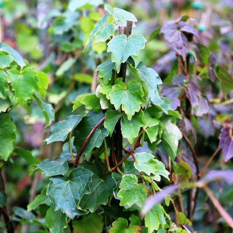 Parthenocissus tricuspidata