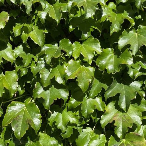 Parthenocissus tricuspidata