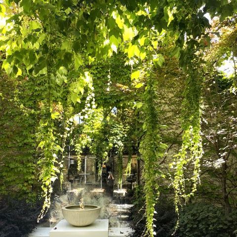 Parthenocissus tricuspidata