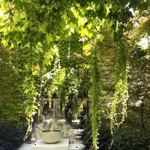 Parthenocissus tricuspidata