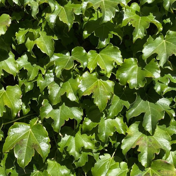 Parthenocissus tricuspidata