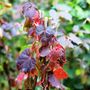 Parthenocissus tricuspidata