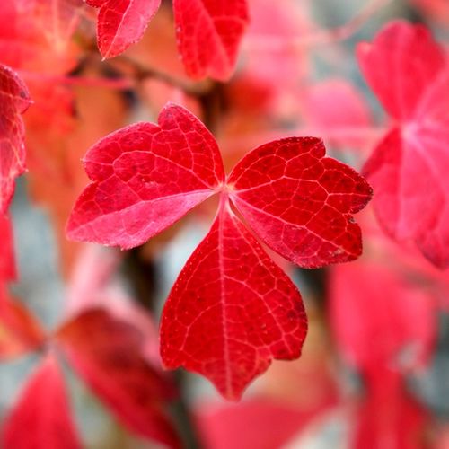 Parthenocissus tricuspidata