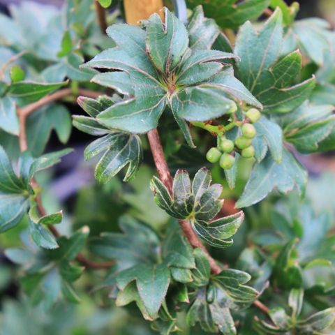 Parthenocissus tricuspidata 'Lowii'