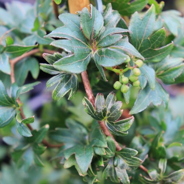 Parthenocissus tricuspidata 'Lowii'