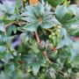Parthenocissus tricuspidata 'Lowii'