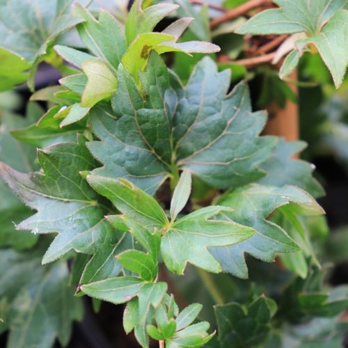 Parthenocissus tricuspidata 'Lowii'
