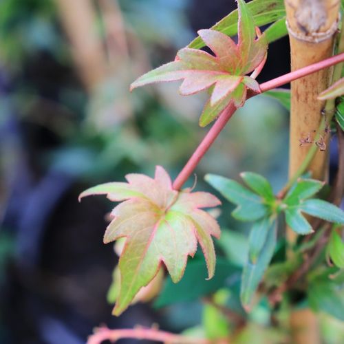 Parthenocissus tricuspidata 'Lowii'