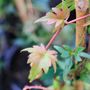 Parthenocissus tricuspidata 'Lowii'