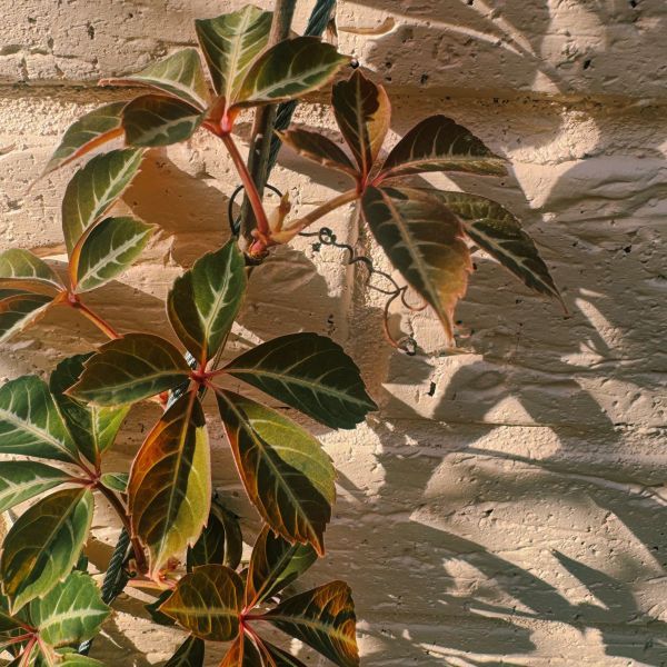 Parthenocissus henryana