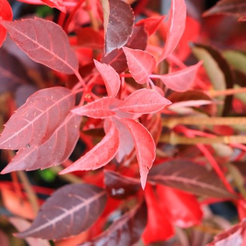 Parthenocissus henryana
