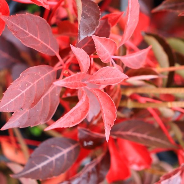 Parthenocissus henryana