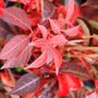 Parthenocissus henryana