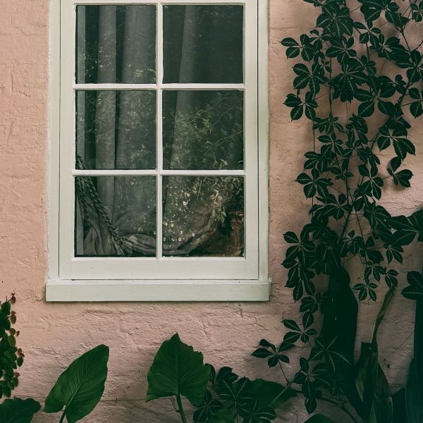 Parthenocissus henryana