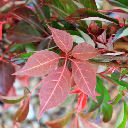 Parthenocissus henryana