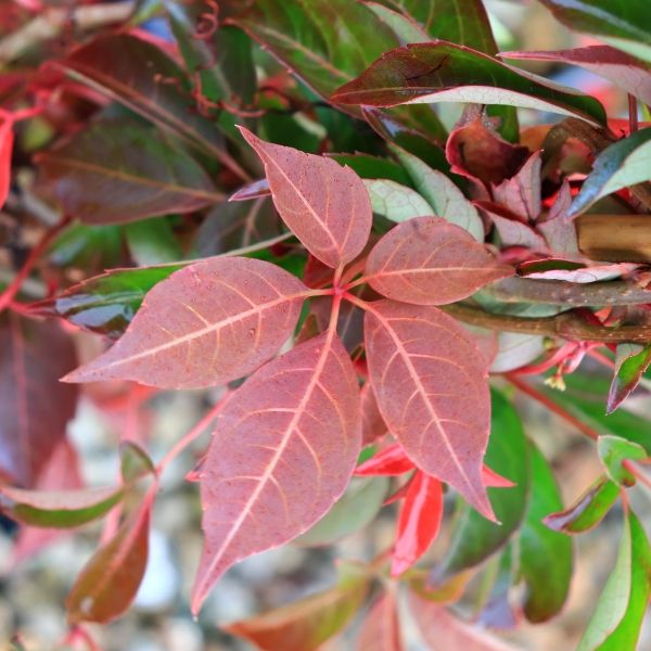 Parthenocissus henryana