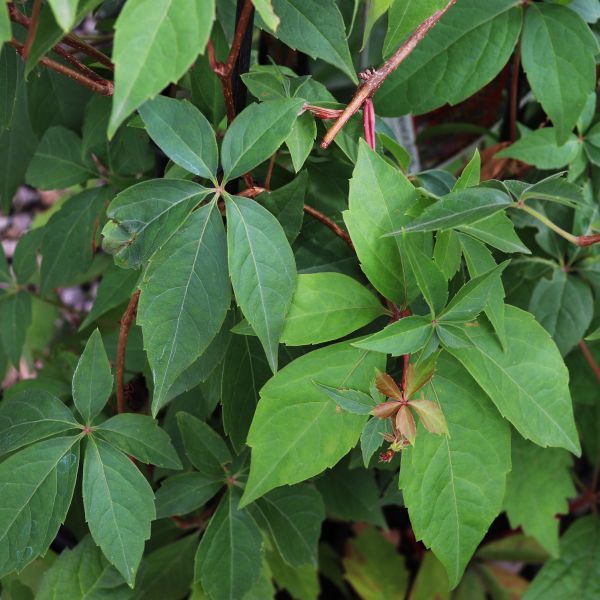 Parthenocissus quinquefolia