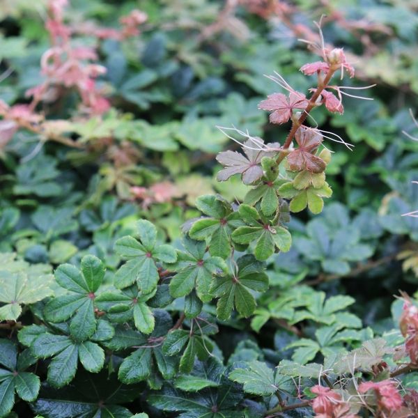 Parthenocissus sikkimensis
