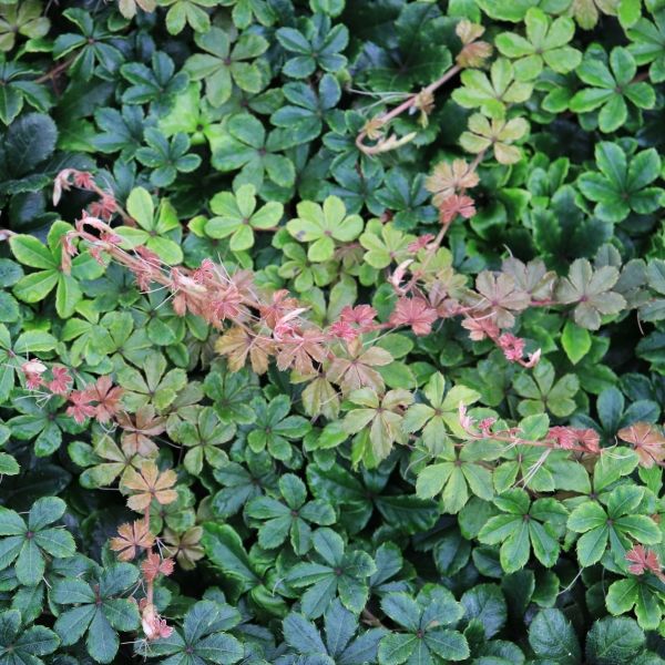 Parthenocissus sikkimensis