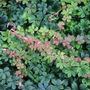 Parthenocissus sikkimensis