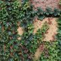 Parthenocissus sikkimensis