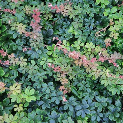 Parthenocissus sikkimensis